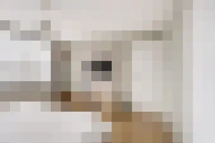 Rembrandtlaan 10 Voorschoten thumbnail 30