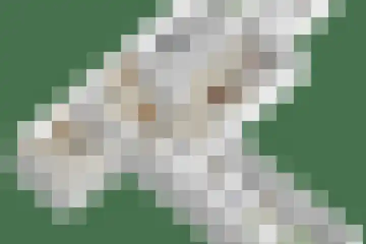 Rembrandtlaan 2 Hoorn thumbnail 46