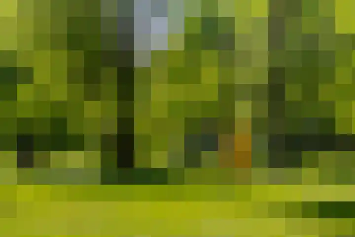 Rembrandtlaan 23 B Schiedam thumbnail 33