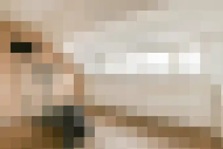 Rembrandtlaan 30 Bergschenhoek thumbnail 21