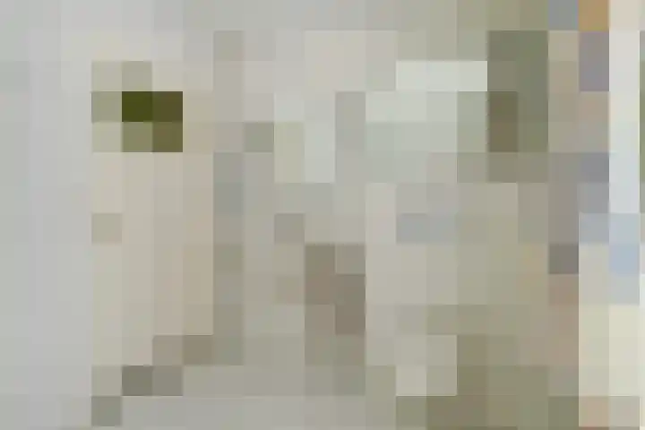 Rembrandtlaan 39 Rijen thumbnail 29