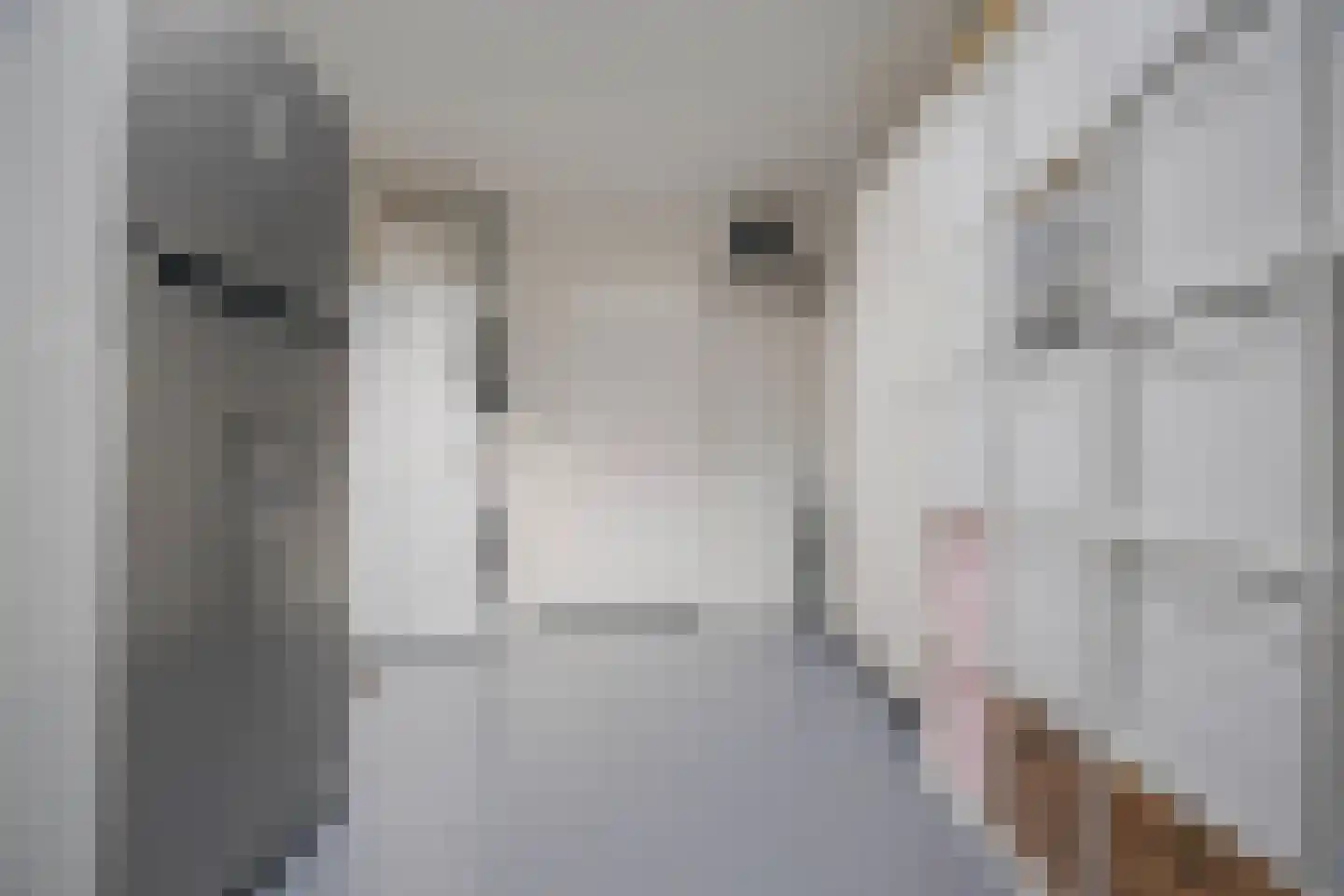 Rembrandtlaan 43 Velp thumbnail 26