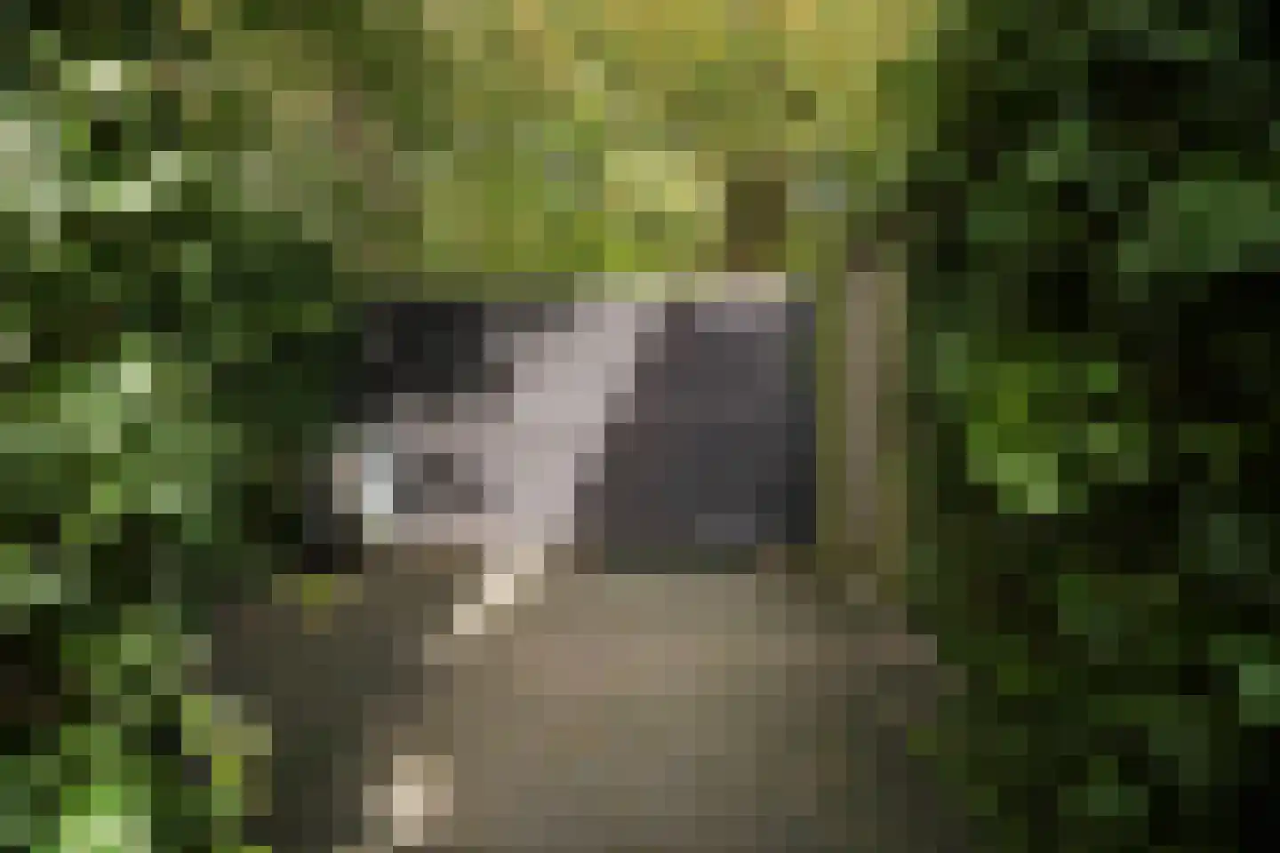 Rembrandtlaan 43 Velp thumbnail 64