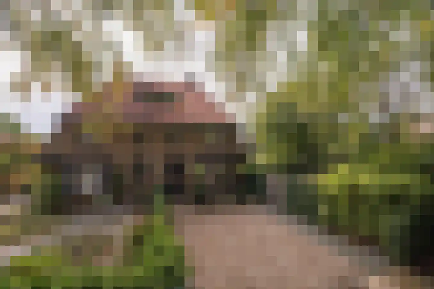 Rembrandtlaan 43 Velp thumbnail 7