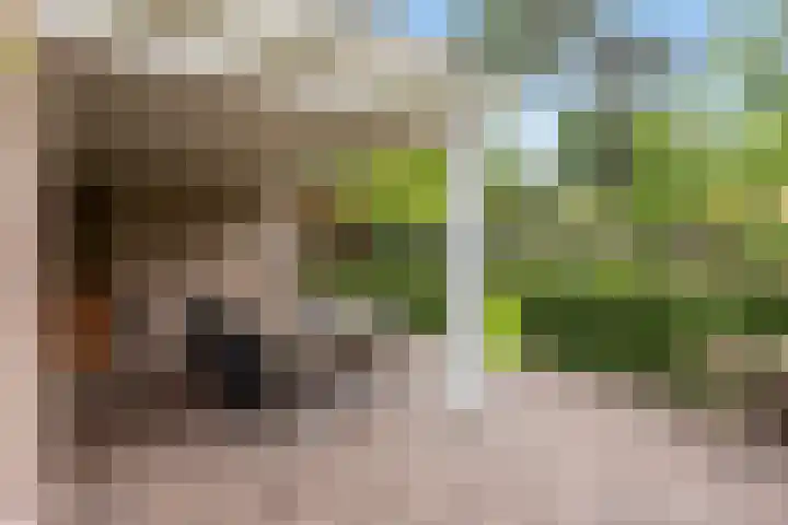 Rembrandtlaan 90 Bilthoven thumbnail 39