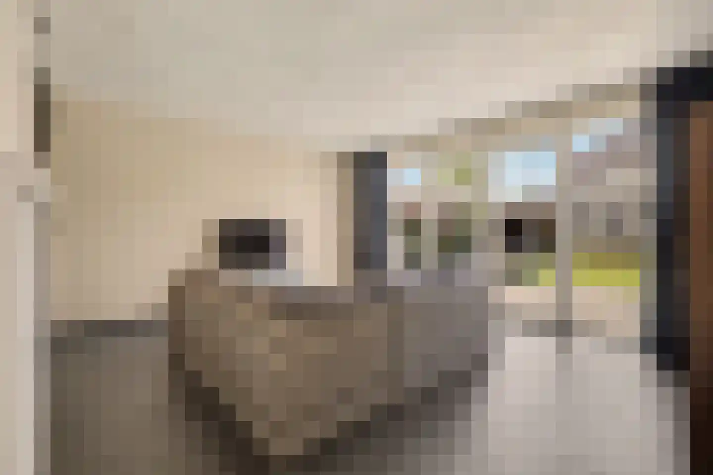 Rembrandtstraat 16 Baarlo thumbnail 8