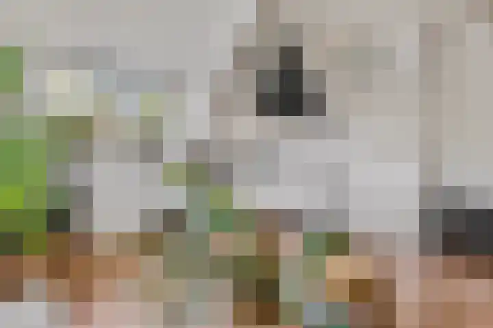 Rembrandtstraat 6 Voorthuizen thumbnail 53