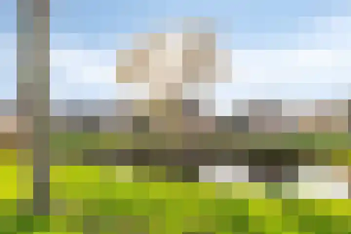 Rembrandtstraat 7 Heinkenszand thumbnail 4