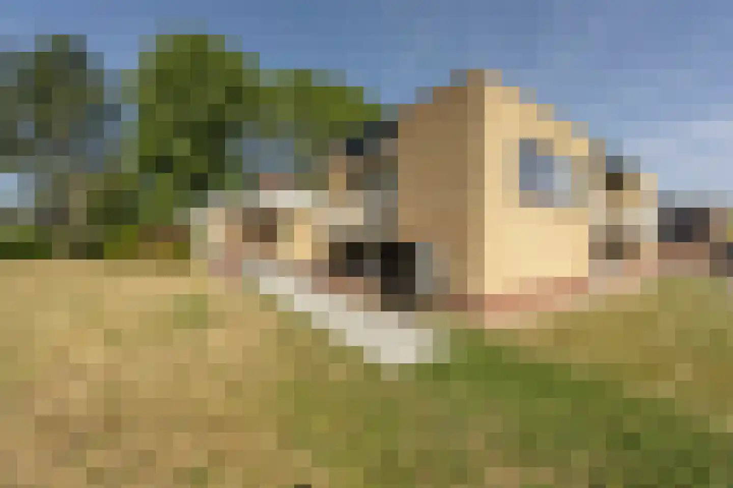 Rembrandtstraat 9 A Oud-Beijerland thumbnail 40