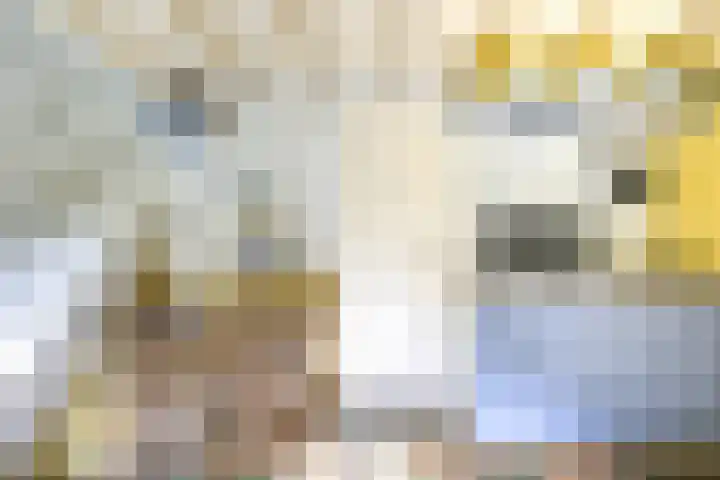 Remise 12 Doorn thumbnail 54