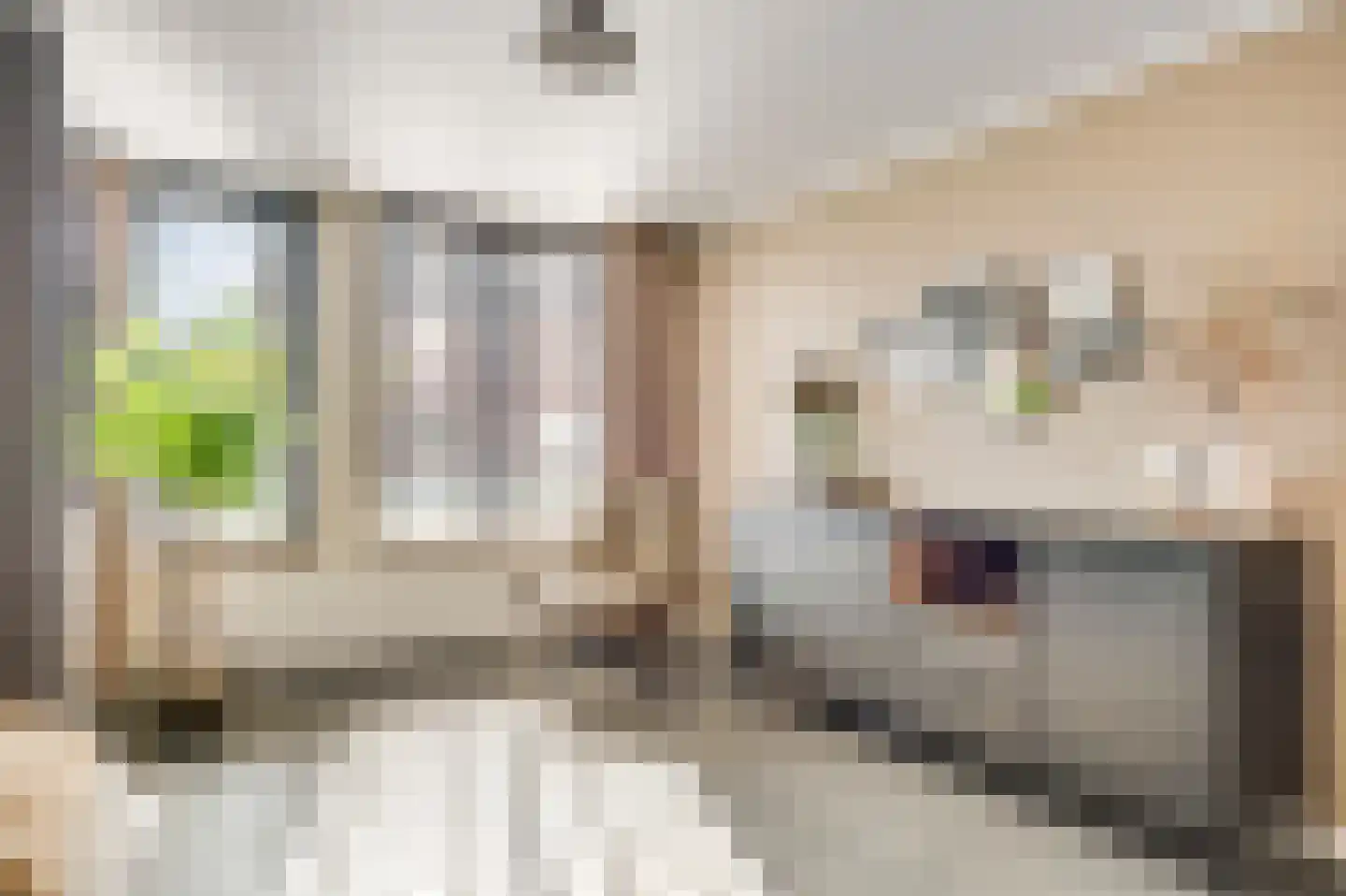 Rendierenlaan 12 Nederweert-Eind thumbnail 12