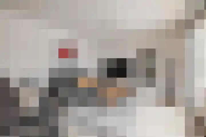Rendierlaan 6 Helmond thumbnail 15