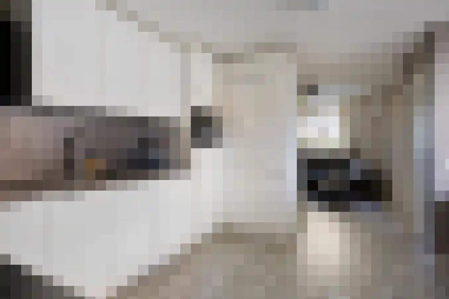 Rendiermos 2 Bergschenhoek thumbnail 12