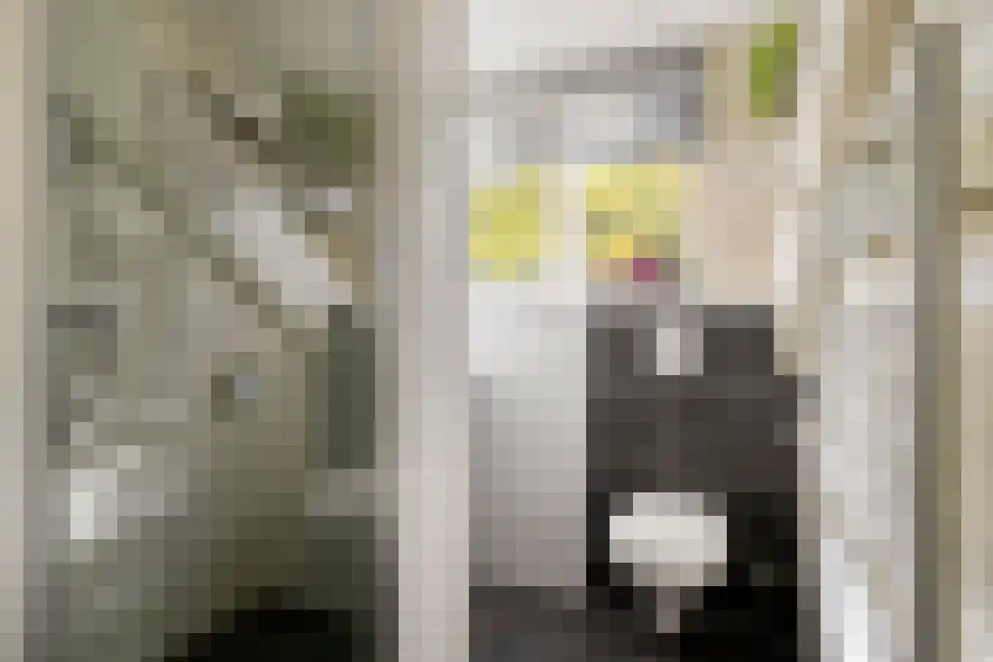 Rendiermos 2 Bergschenhoek thumbnail 22