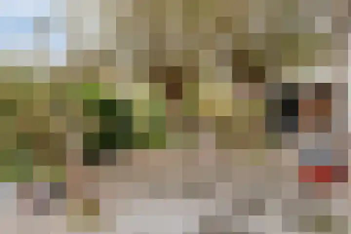 Rendiermos 22 Reeuwijk thumbnail 18