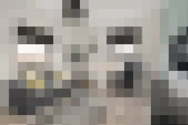 Rendiermos 6 Houten thumbnail 28