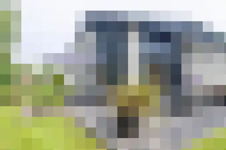Rendorppark 7 Heemskerk thumbnail 14