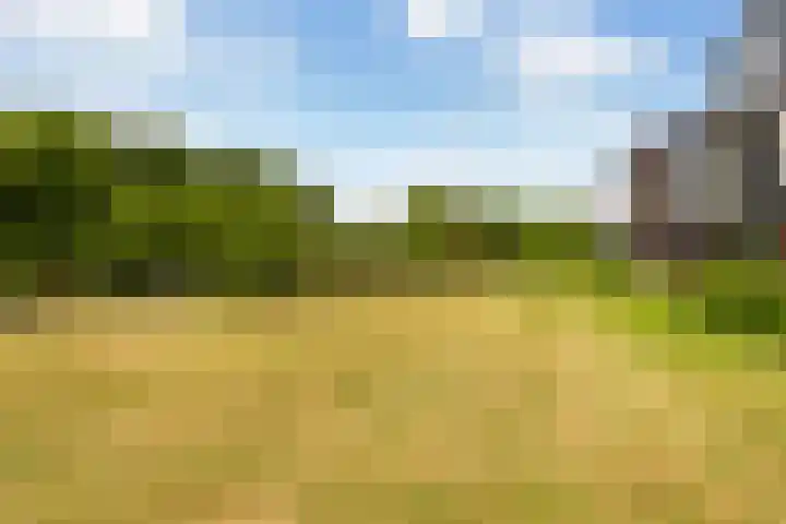 Renes 31 a Scherpenzeel thumbnail 28