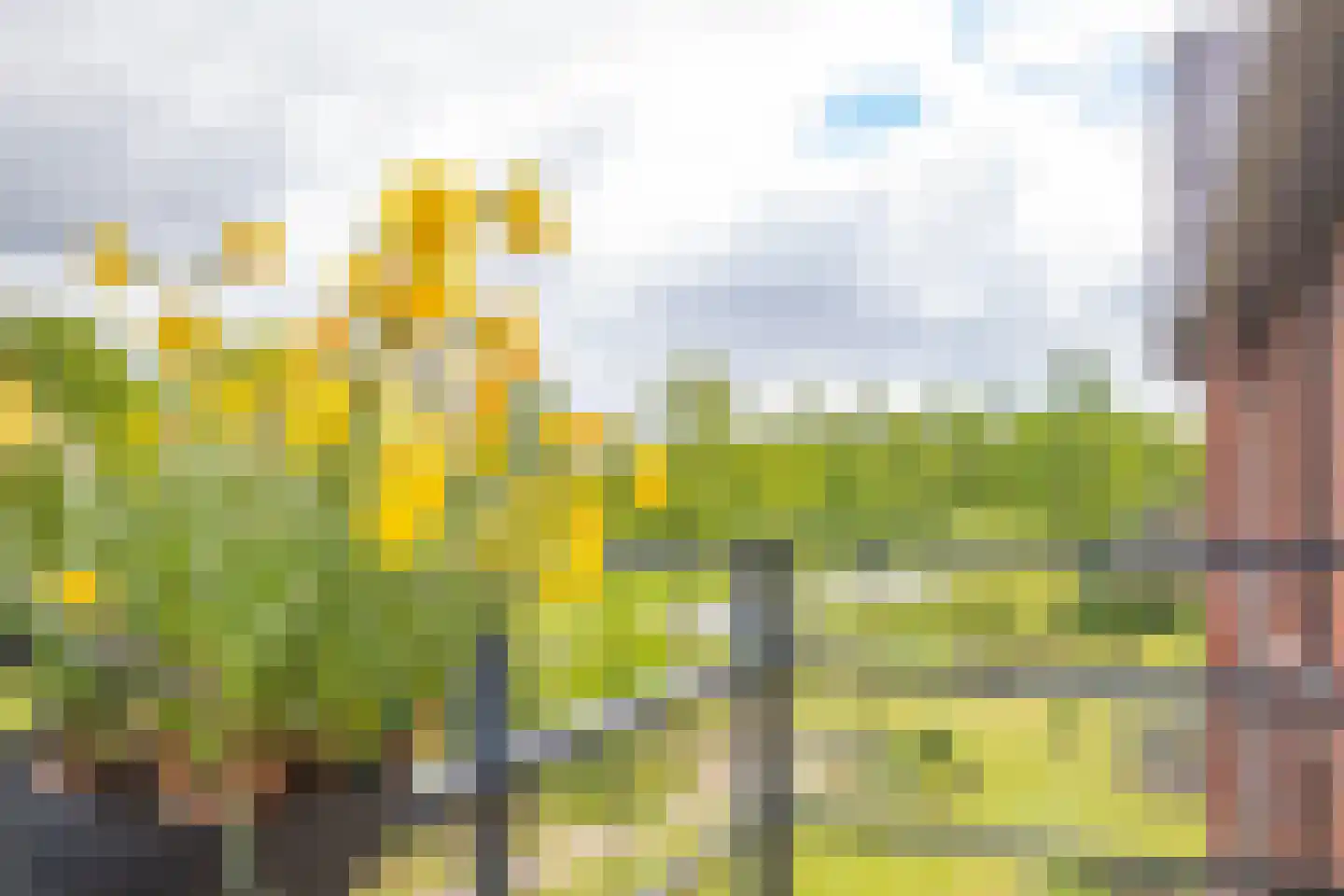 Renes 75 a Scherpenzeel thumbnail 19