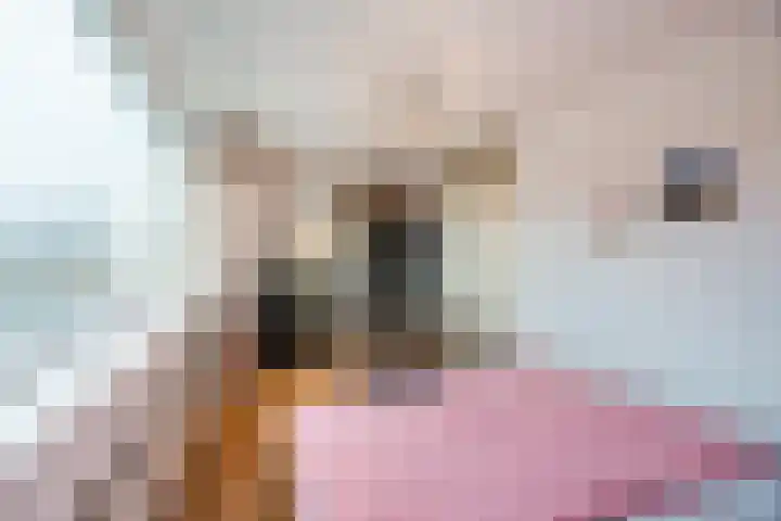 Renesselaan 30 Tilburg thumbnail 23