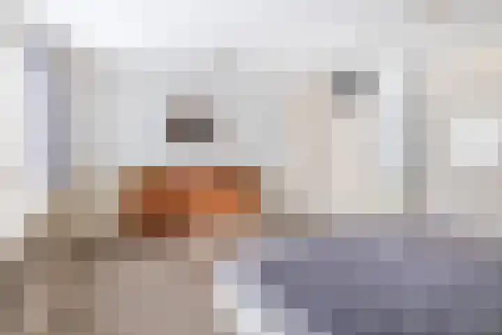 Rentmeestershoef 612 Uden thumbnail 14