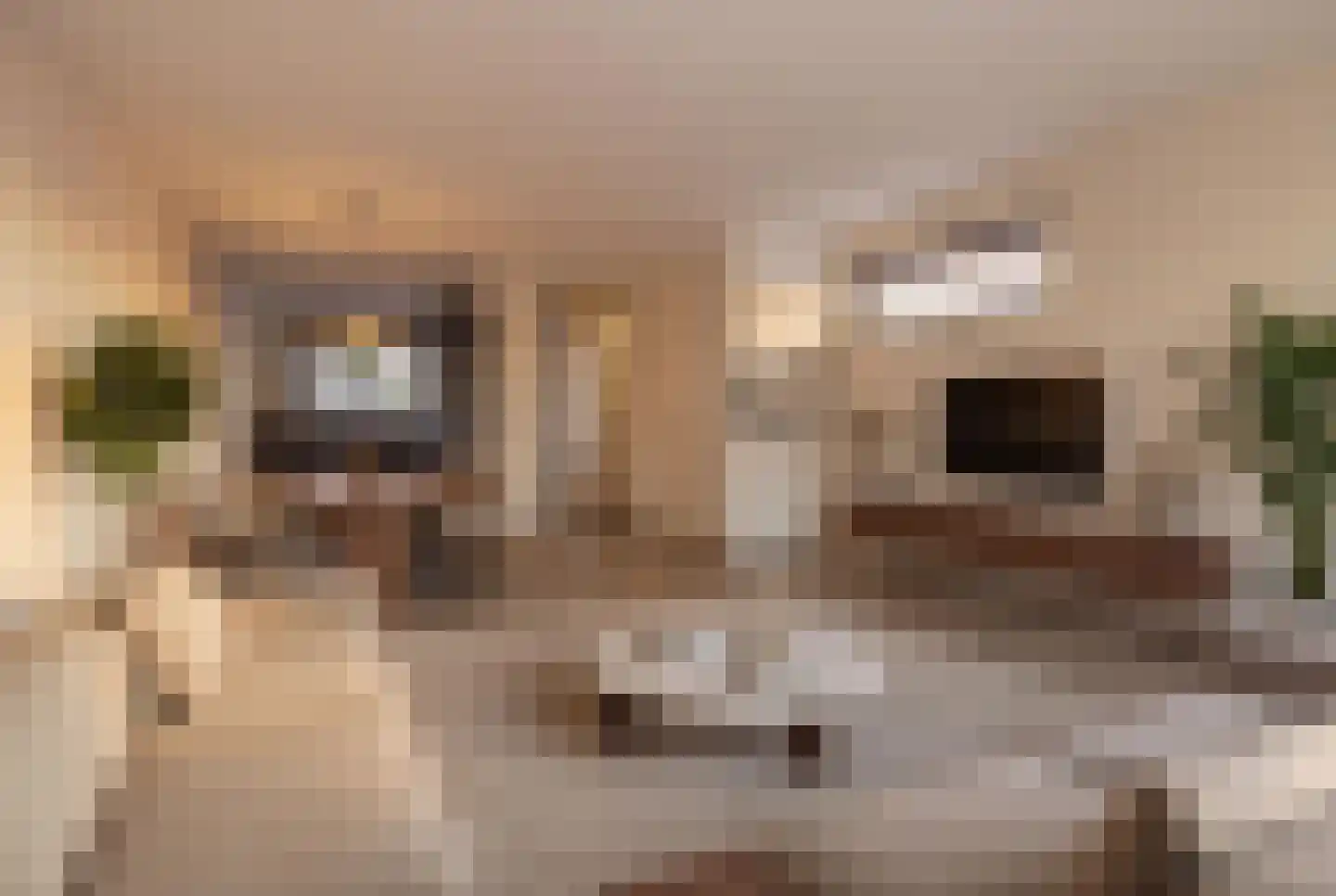 Repelakker 25 Nuenen thumbnail 7