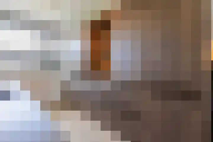 Repelakker 8 Nuenen thumbnail 14