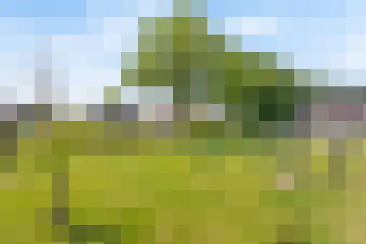 Reuvenkamp 4 Rossum thumbnail 20