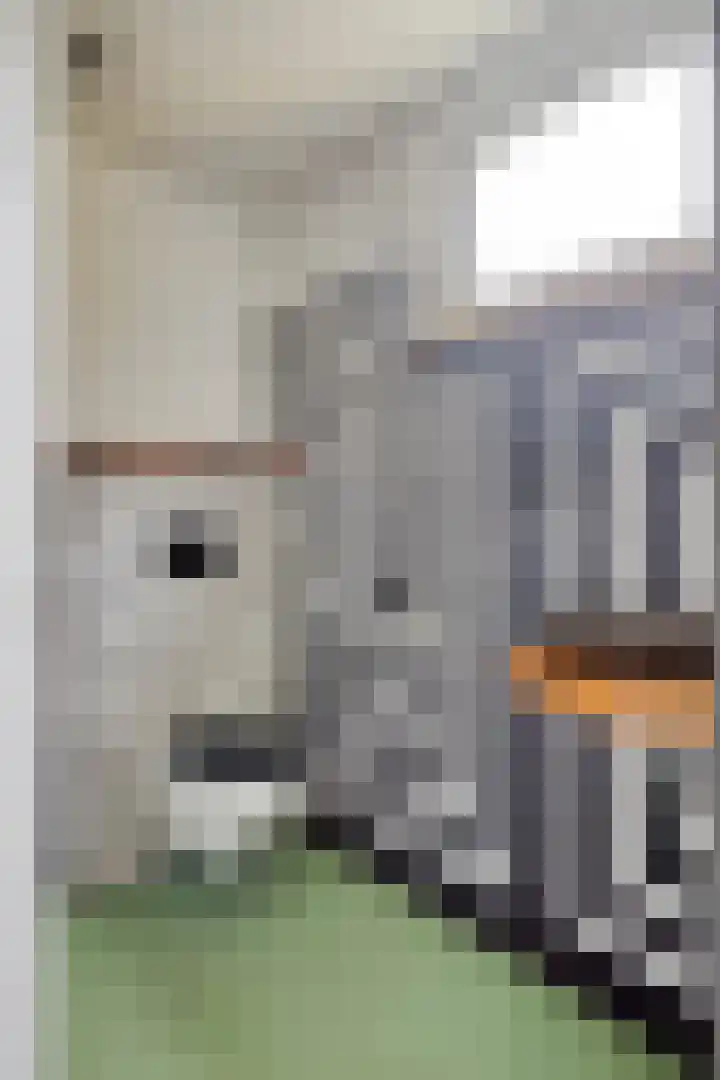 Reuzenhoek 15 Zaamslag thumbnail 10