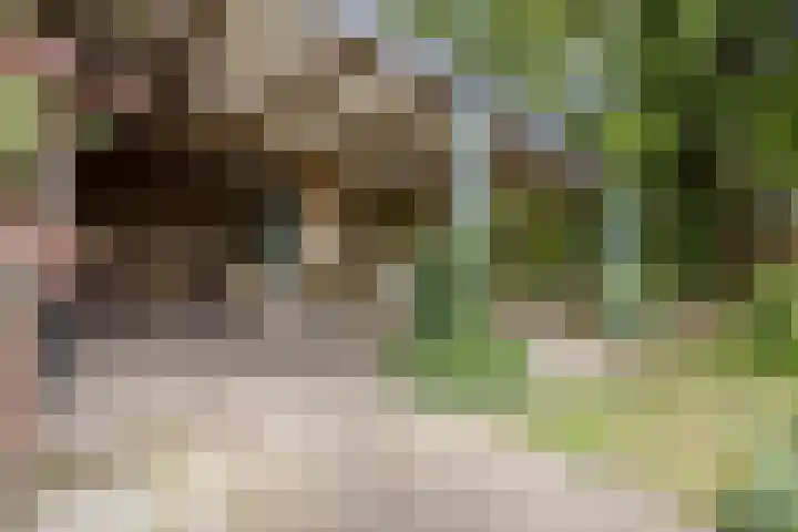 Reuzenhoek 15 Zaamslag thumbnail 20