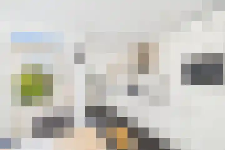 Reuzenhoek 40 Zaamslag thumbnail 14