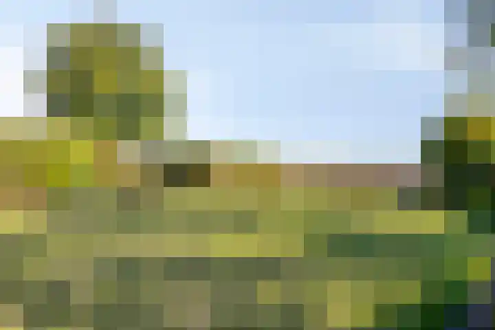 Reuzenhoek 59 Zaamslag thumbnail 26