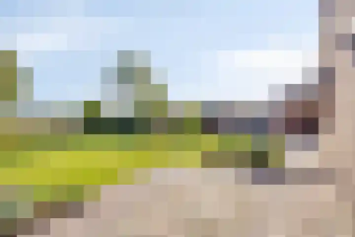 Reuzenhoek 59 Zaamslag thumbnail 5