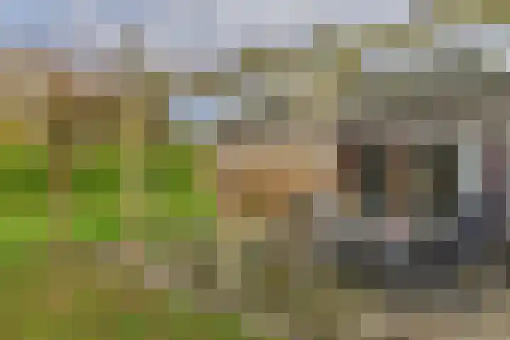 Reygerskreek 30 Hengstdijk thumbnail 6