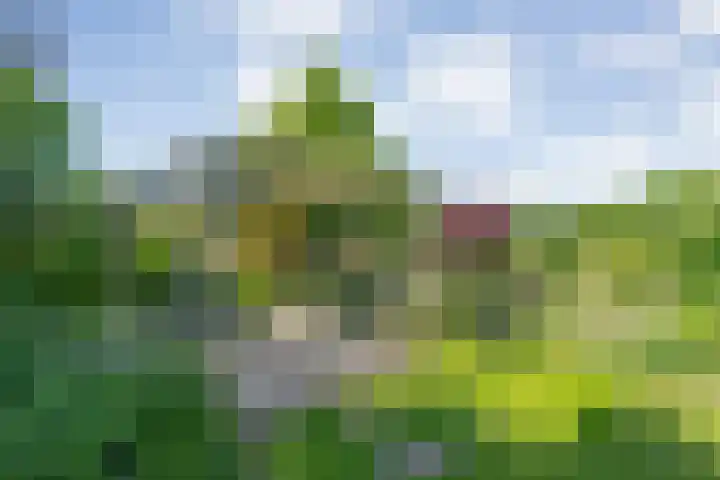 Rheezerend 118 Dedemsvaart thumbnail 30