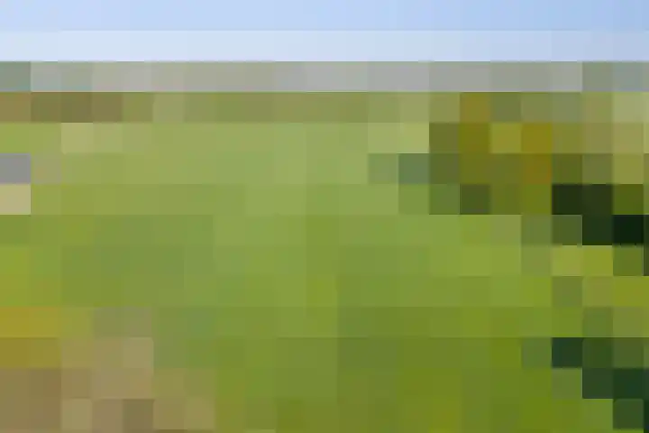 Rheezerend 142 Dedemsvaart thumbnail 10
