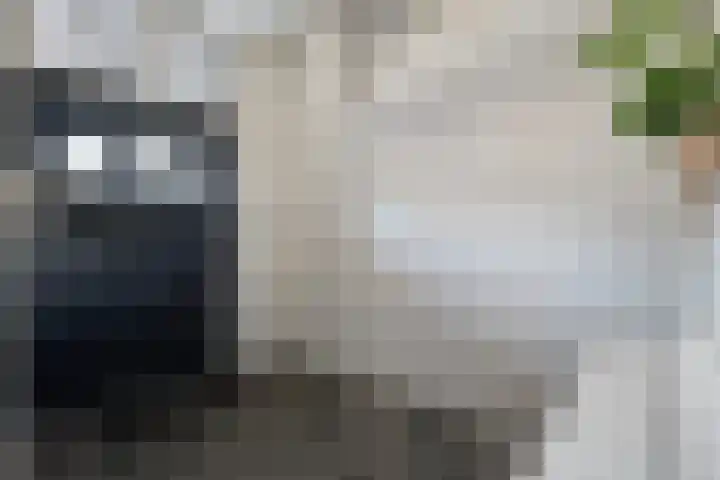 Rheezerend 142 Dedemsvaart thumbnail 11