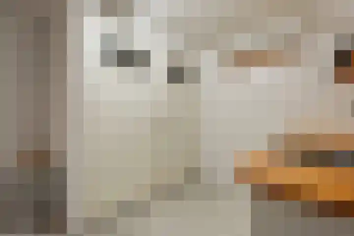 Rheezerend 142 Dedemsvaart thumbnail 26