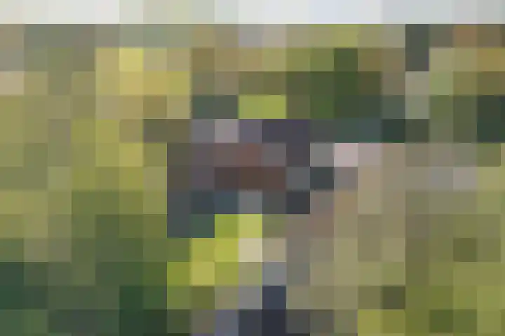 Rheezerend 142 Dedemsvaart thumbnail 9
