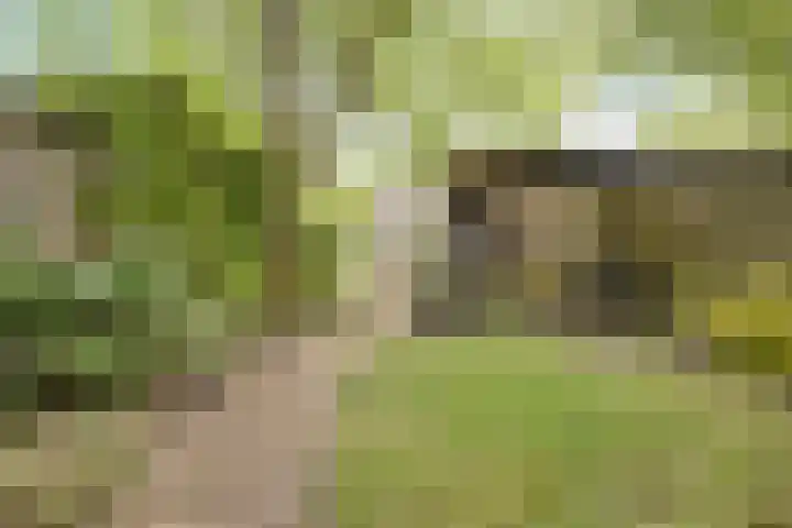 Rheezerend 178 Dedemsvaart thumbnail 30