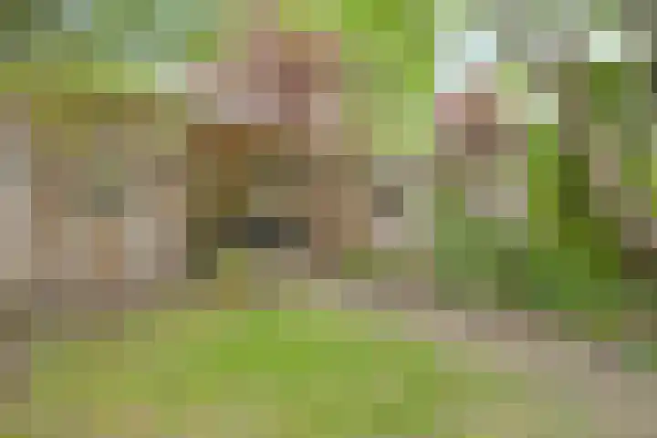 Rheezerend 178 Dedemsvaart thumbnail 32