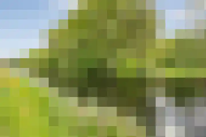 Rheezerend 178 Dedemsvaart thumbnail 33