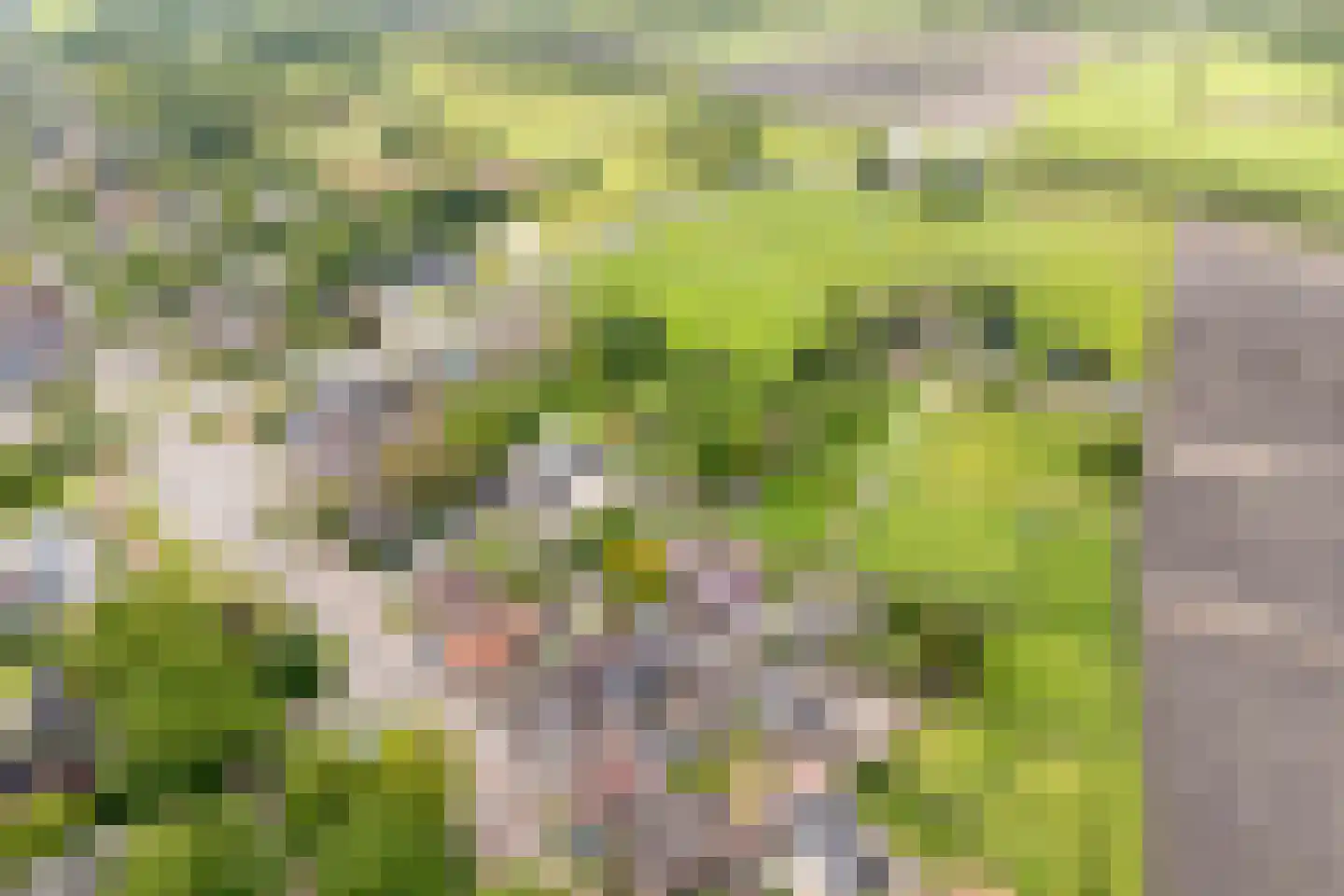 Rheezerend 36 Dedemsvaart thumbnail 5