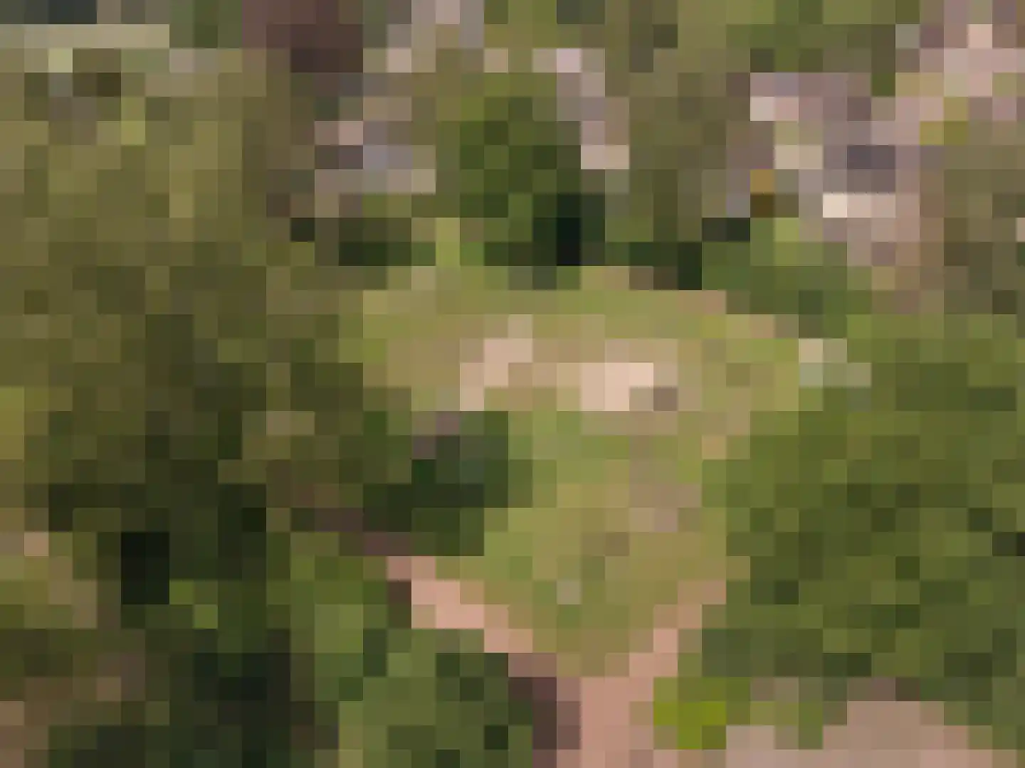 Rheezerweg 43 Hardenberg thumbnail 51
