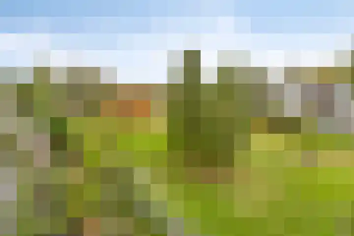 Rhenenhof 56 Amsterdam thumbnail 27