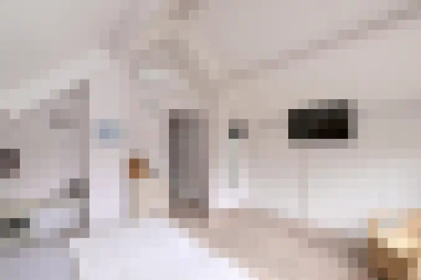 Rhiender Es 1 Brummen thumbnail 19