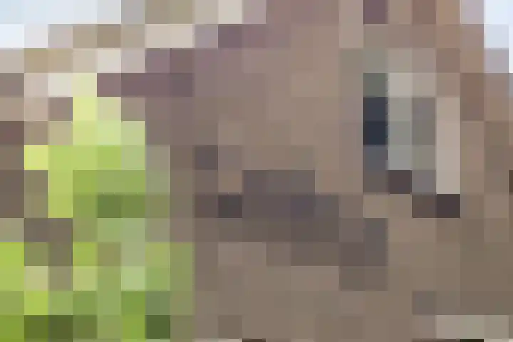 Rhienderinklaan 7 Warnsveld thumbnail 38