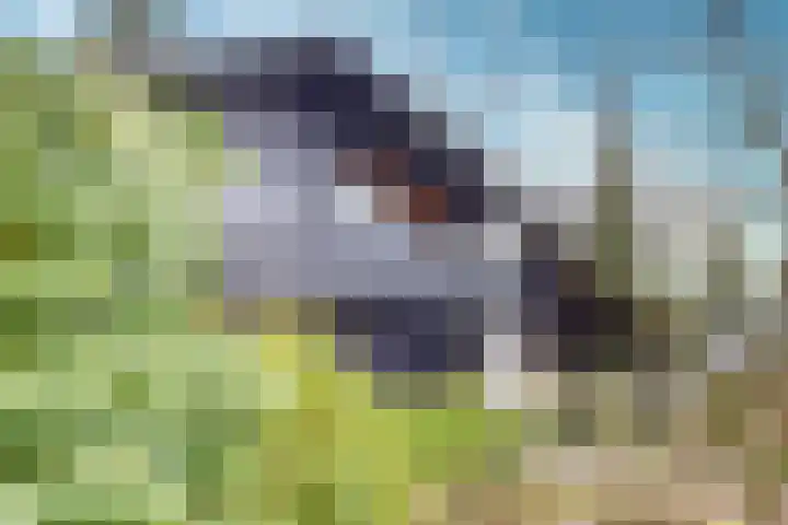 Rhienderstein 12 Ugchelen thumbnail 40