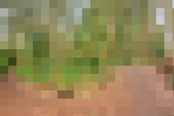 Rhienderstein 4 Ugchelen thumbnail 39