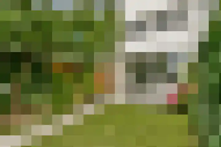 Rhijnestein 102 Landsmeer thumbnail 12